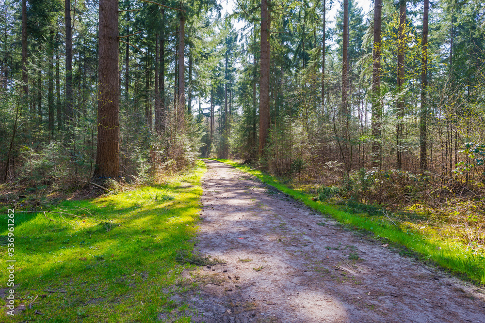 Trees in a forest below a blue sky in sunlight in spring Trees in a forest below a blue sky in sunlight in spring