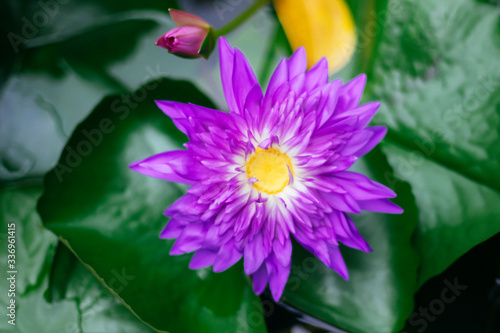 Violet Lotus Flower Close-up. Purple Flower, Close-up, Petals. Symbolic Meanings of the Lotus in Buddhism.