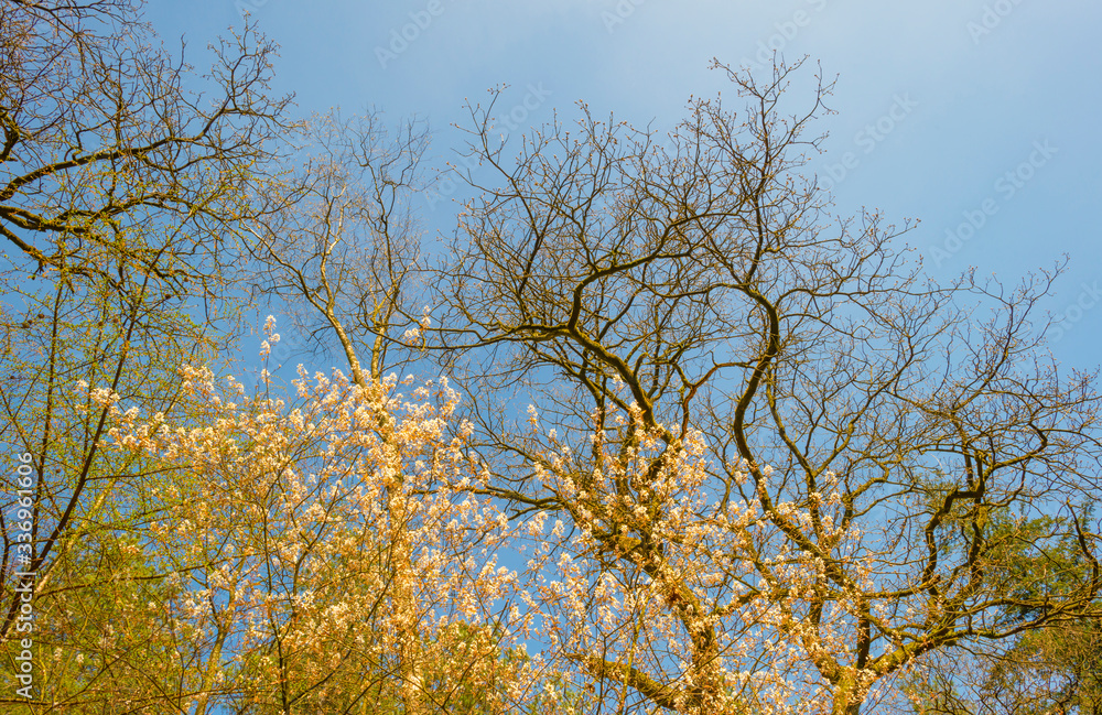 Trees in a forest below a blue sky in sunlight in spring Trees in a forest below a blue sky in sunlight in spring