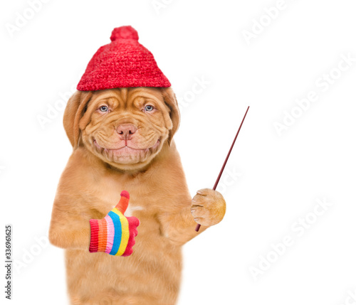 Smiling puppy wearing a warm hat points away on empty space and shows thumbs up gesture. isolated on white background © Ermolaev Alexandr