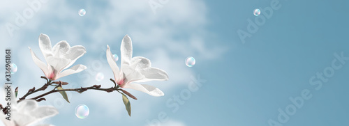 Amazing white magnolia flowers and bubbles against the clouds sky