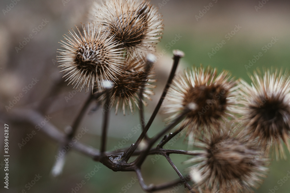 Obraz premium dry thistle flower