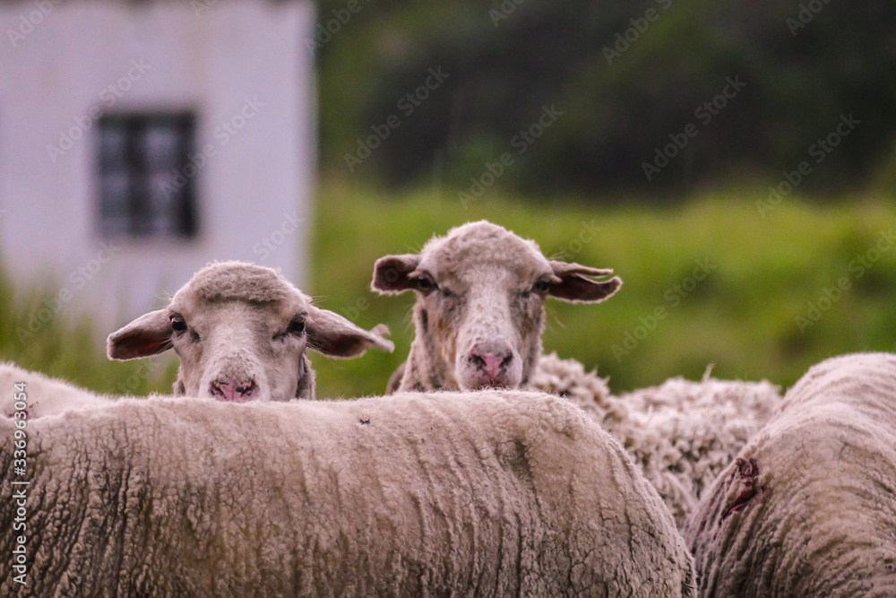 Fototapeta premium Eastern Cape