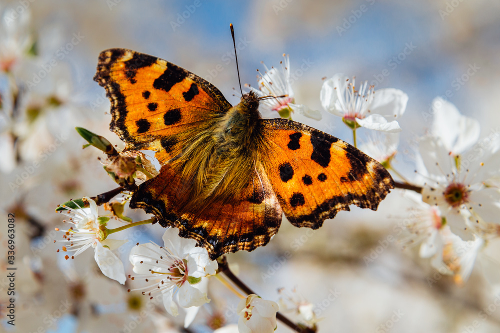 Obraz premium butterfly on a tree blossoms
