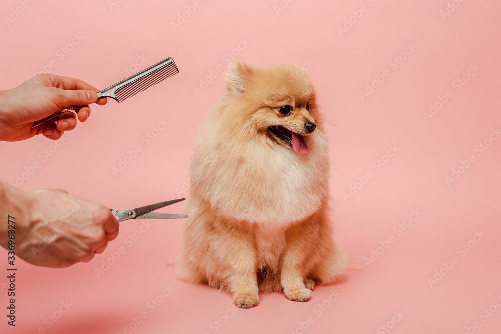 Pomeranian comb sales