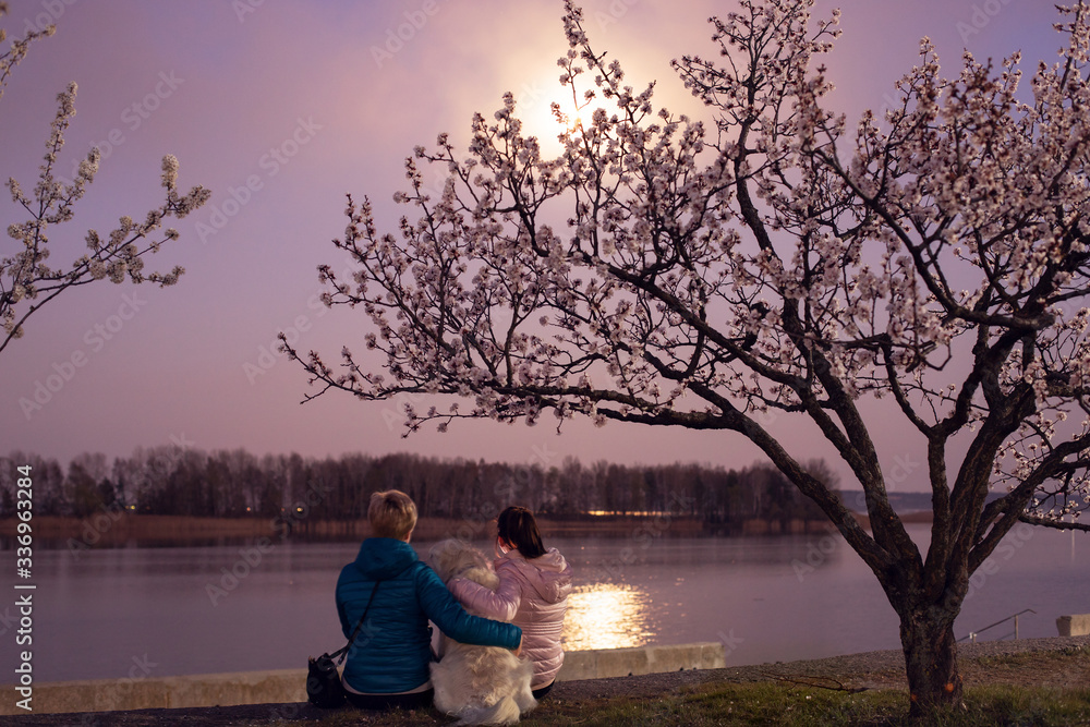 Beautiful young girl sits on a riverbank with a full moon moon labrador retriever dog and looks at the moon's reflection in the river. The hostess takes care of the pet and hugs him. Flowering apricot Beautiful young girl sits on a riverbank with a full moon moon labrador retriever dog and looks at the moon's reflection in the river. The hostess takes care of the pet and hugs him. Flowering apricot