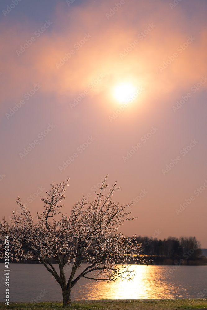 Fototapeta premium A flowering apricot tree with pink flowers grows on the banks of the Dnieper River at night in the full moon. Night landscape of the river and night nature