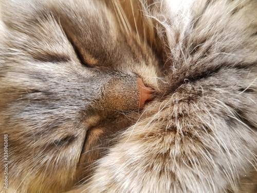 Gray furry cat is sleeping