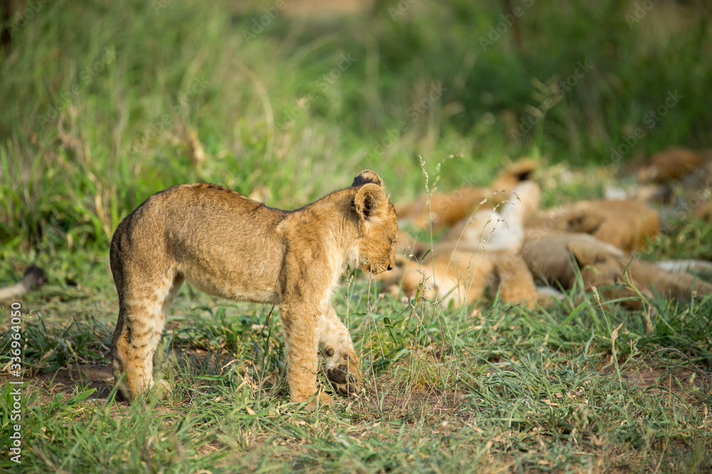 Lion cub stretching after a little afternoon nap. Lion cub stretching after a little afternoon nap.