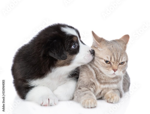 Australian shepherd puppy kisses a cat. isolated on white background