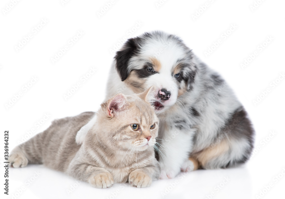 Playful Australian shepherd puppy gnaws cat`s ear. isolated on white background Playful Australian shepherd puppy gnaws cat`s ear. isolated on white background