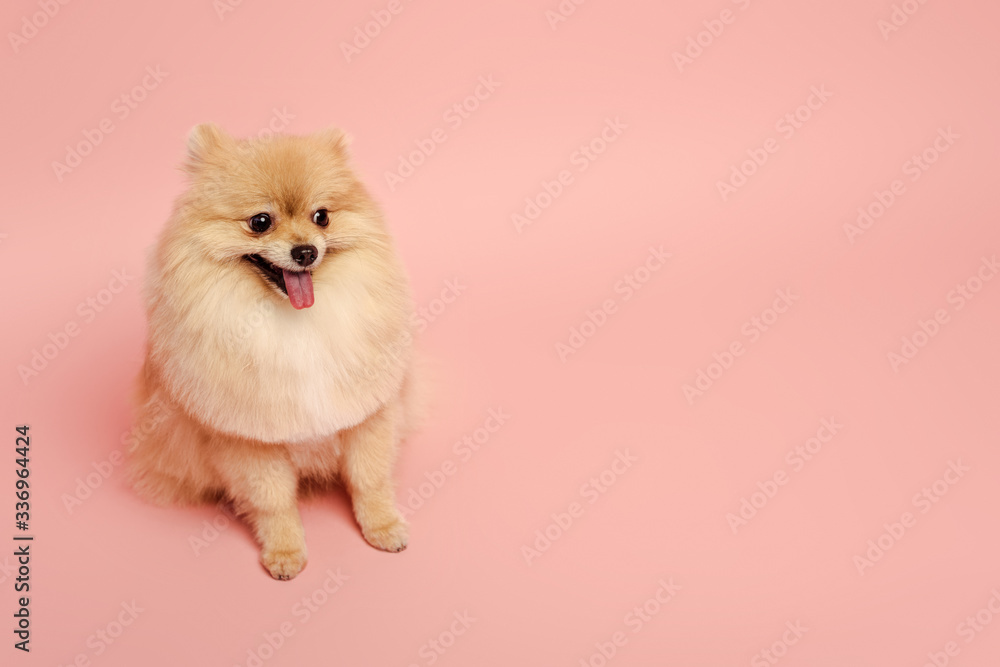 cute little pomeranian spitz dog sitting on pink