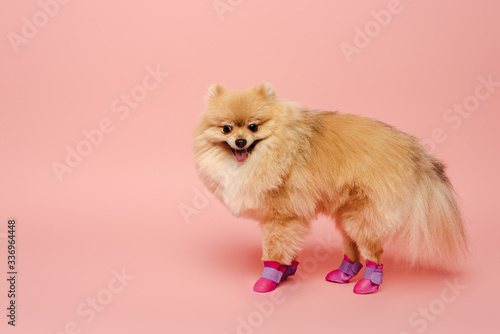 funny pomeranian spitz standing in dog shoes on pink