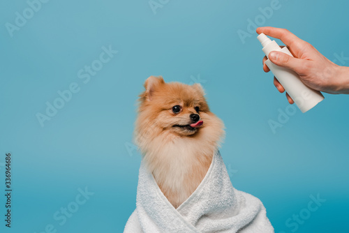 cropped view of groomer with spray bottle near cute dog wrapped in towel on blue