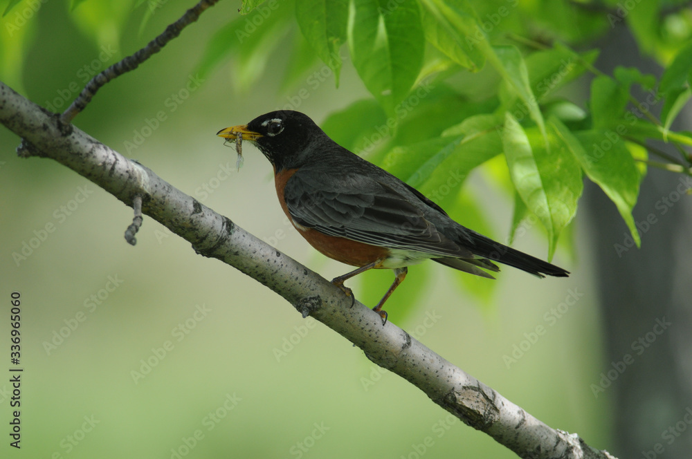Fototapeta premium American Robins