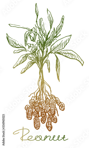 Peanut plant. Hand drawn sketch. Graphic illustration, green and brown element.