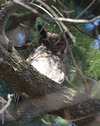 Great horned Owl perched in tree photo