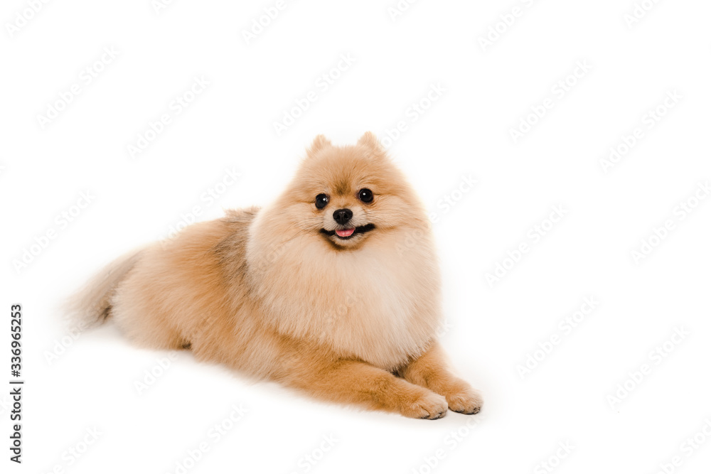 funny little pomeranian spitz dog lying isolated on white funny little pomeranian spitz dog lying isolated on white