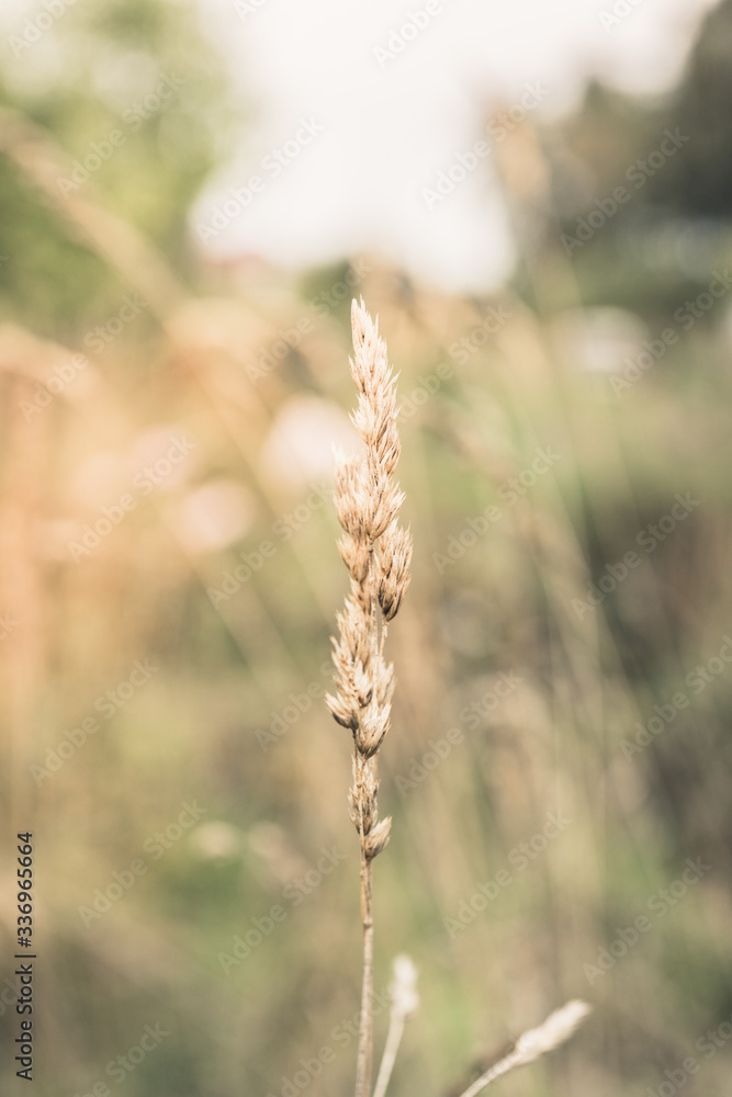 Grass on the field. Selective focus. Shallow depth of field.