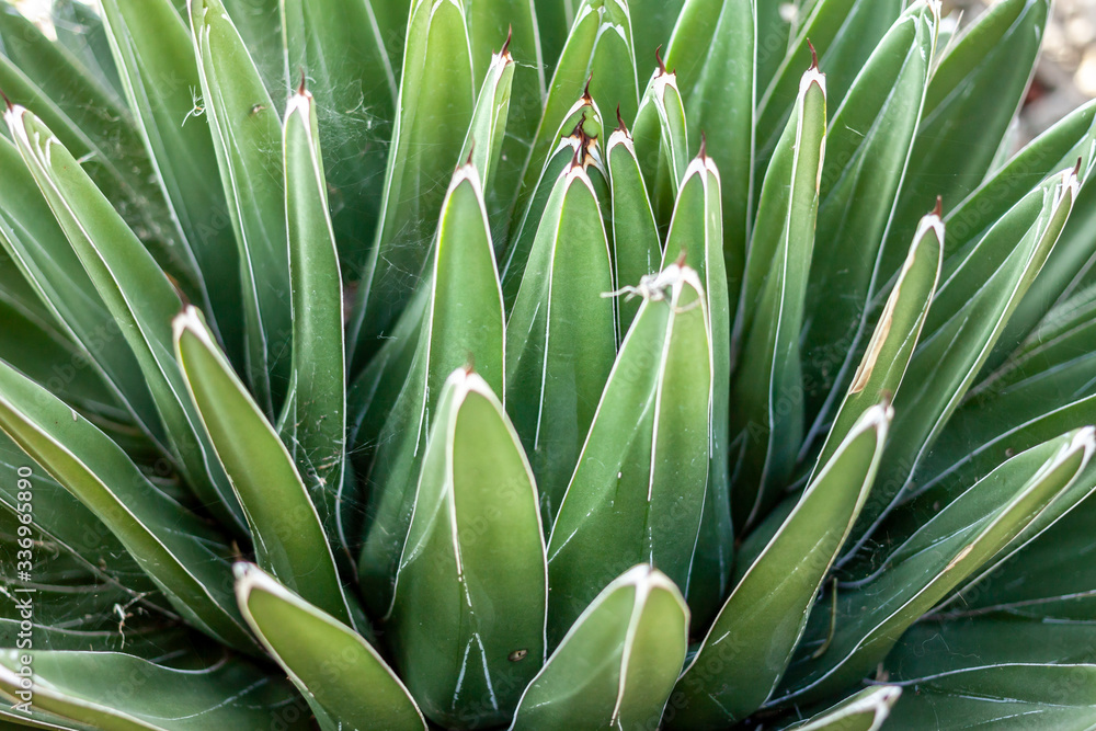 Obraz premium green leafs suculent closeup