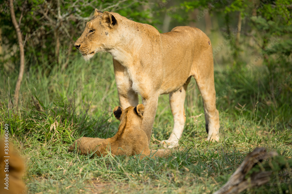 Obraz premium A pride of lions resting in the late afternoon light. They are displaying the great affection that makes them such successful animals. These strong social bonds mean they can hunt larger prey.