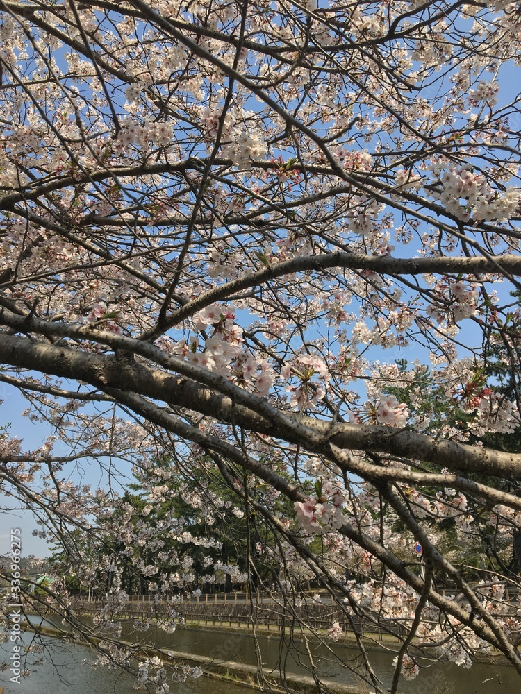 Sakura flowers in Japan. Cherry branch with flowers in spring bloom. A beautiful Japanese tree branch with cherry blossoms. Fresh Pink Flowers, Beauty Of Fresh Blossoms Petals Sakura flowers in Japan. Cherry branch with flowers in spring bloom. A beautiful Japanese tree branch with cherry blossoms. Fresh Pink Flowers, Beauty Of Fresh Blossoms Petals