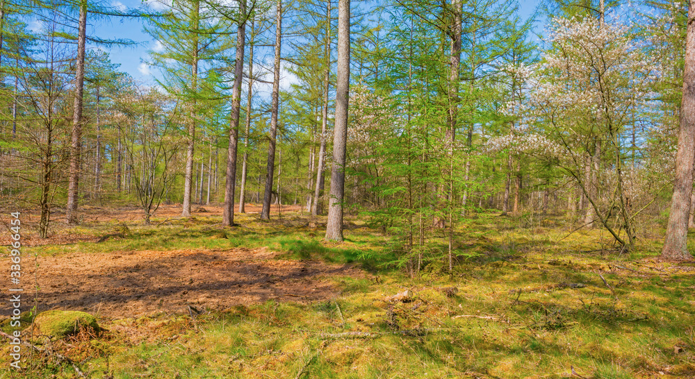 Trees in a forest below a blue sky in sunlight in spring Trees in a forest below a blue sky in sunlight in spring