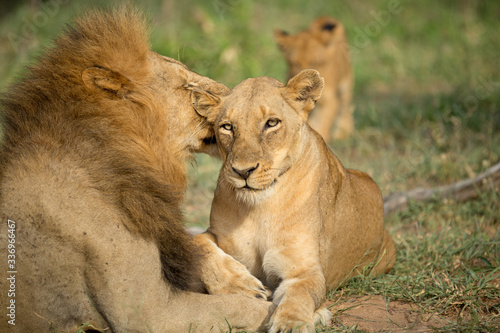 A pride of lions resting in the late afternoon light. They are displaying the great affection that makes them such successful animals. These strong social bonds mean they can hunt larger prey.