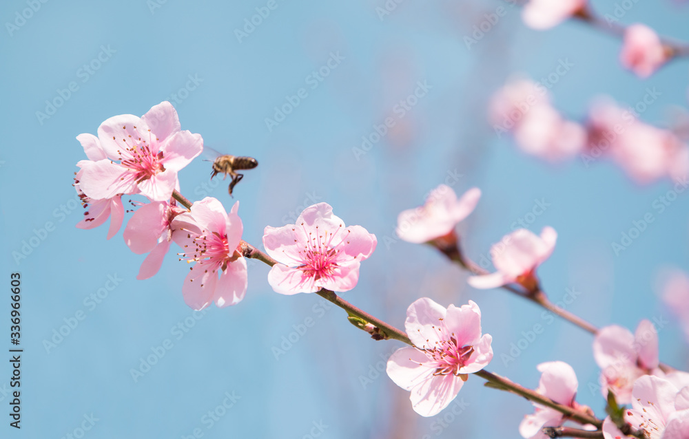 Obraz premium cherry blossom in the garden. beautiful flower.