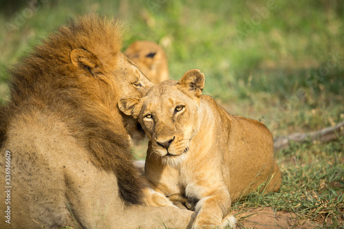 A pride of lions resting in the late afternoon light. They are displaying the great affection that makes them such successful animals. These strong social bonds mean they can hunt larger prey.