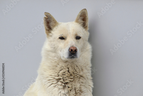 Dirty white stray dog with torn ear  enjoying warm spring weather on gray background