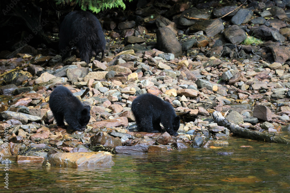 Neets Bay, Alaska / USA - August 18, 2019: Alaska black bear, Neets Bay, Alaska, USA Neets Bay, Alaska / USA - August 18, 2019: Alaska black bear, Neets Bay, Alaska, USA