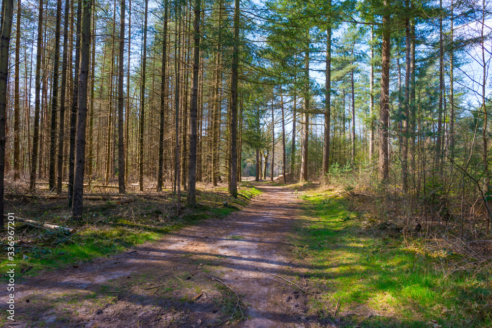 Fototapeta premium Trees in a forest below a blue sky in sunlight in spring