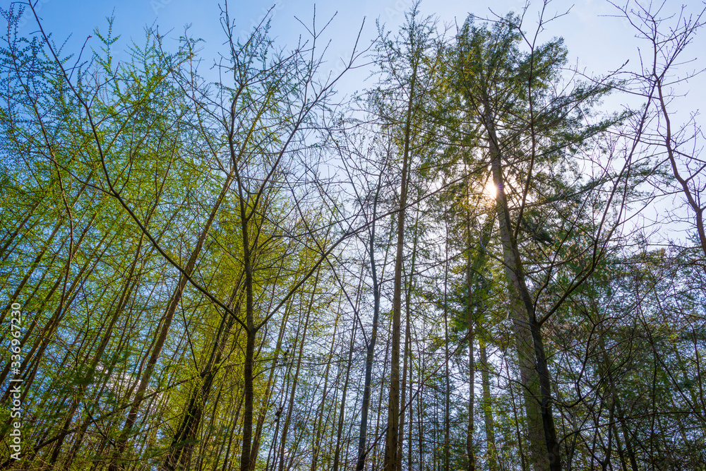 Fototapeta premium Trees in a forest below a blue sky in sunlight in spring