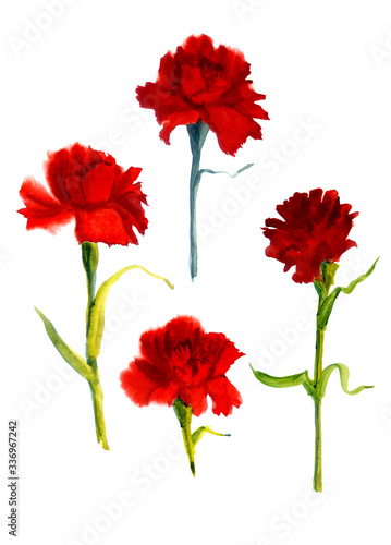 Watercolor illustration. Four red carnations. Red flower. Victory Day. For postcard design.