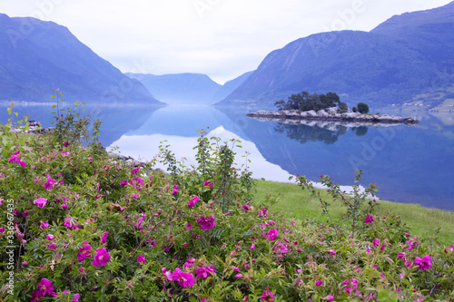 Wild roses with fjord in background