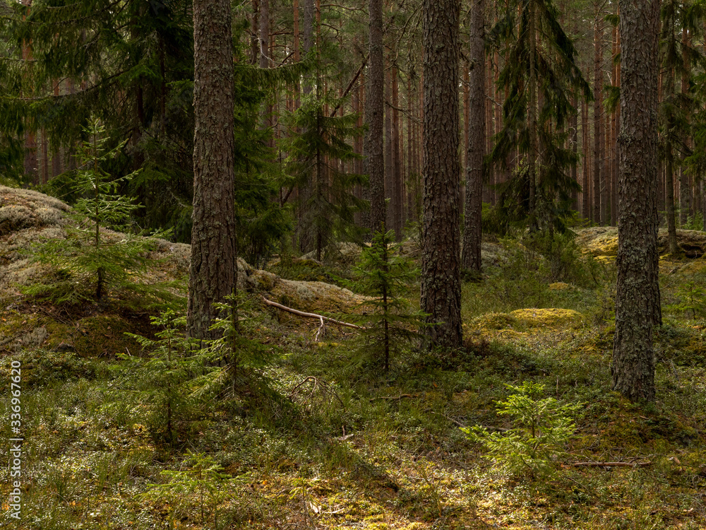 Fototapeta premium Pine tree forest. Calmness.relaxation.Forest therapy and stress relief.