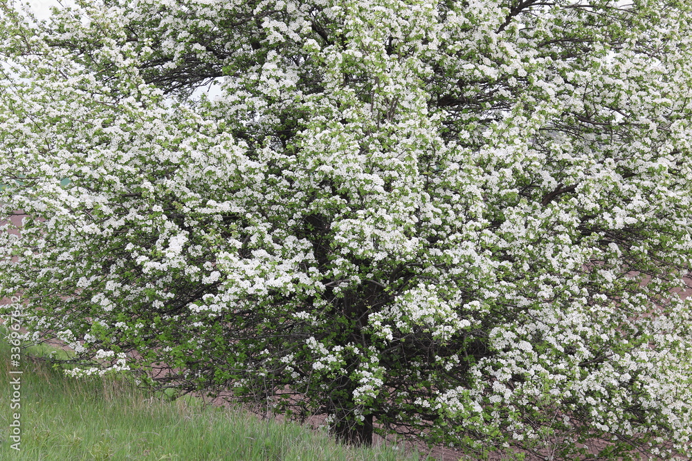 Beautiful white apple blossoms and green apple tree leaves in apple garden in good sunny weather in spring Beautiful white apple blossoms and green apple tree leaves in apple garden in good sunny weather in spring