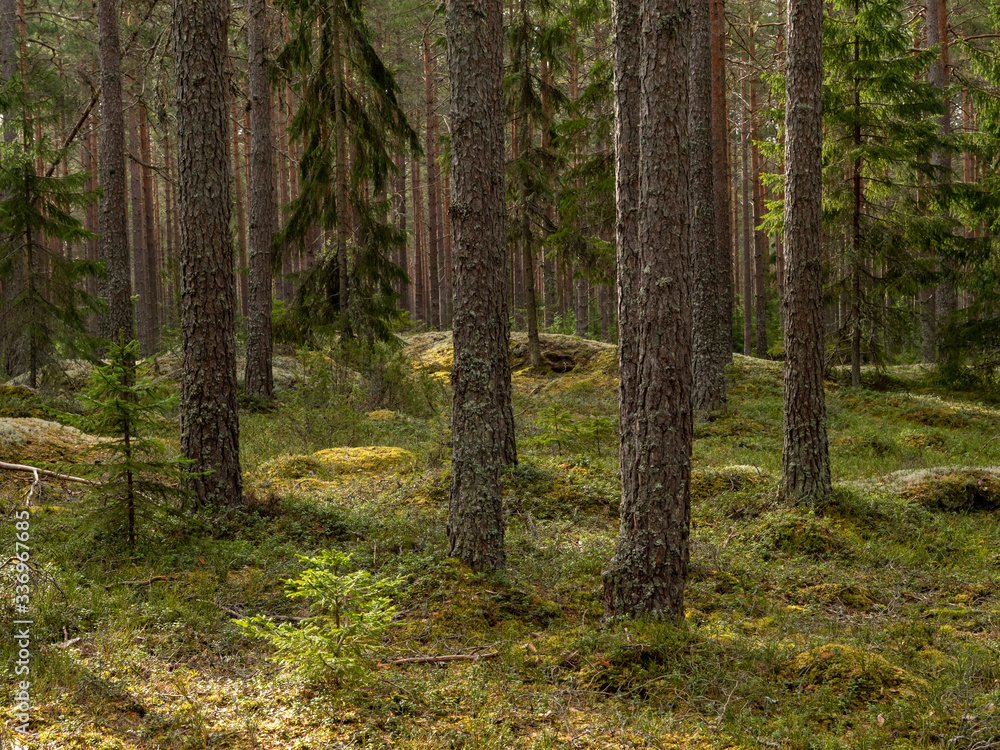 Pine tree forest. Calmness.relaxation.Forest therapy and stress relief.