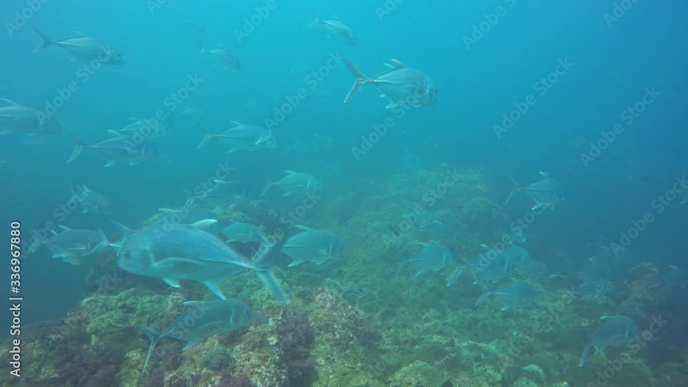 Bigeye Jack fish (Trevallies) hunting sardines underwater Bigeye Jack fish (Trevallies) hunting sardines underwater