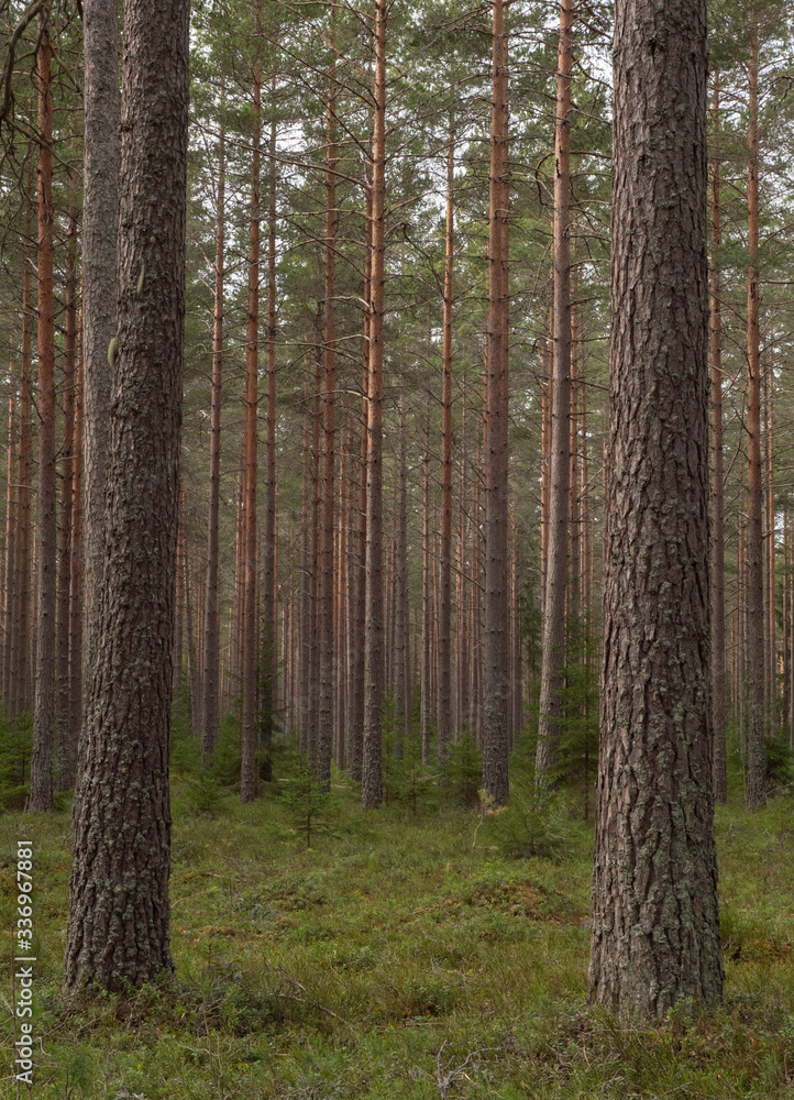Pine tree forest. Calmness.relaxation.Forest therapy and stress relief. Pine tree forest. Calmness.relaxation.Forest therapy and stress relief.