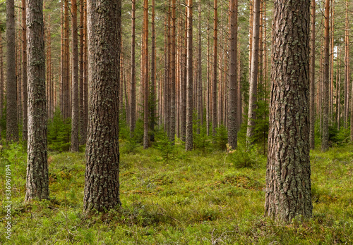 Wallpaper Mural Pine tree forest. Calmness.relaxation.Forest therapy and stress relief. Torontodigital.ca