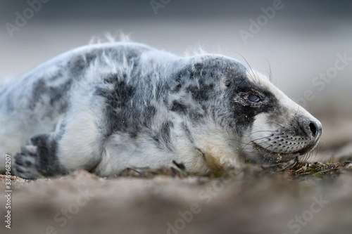 Grey seal pup portrait on the shore early in the morning