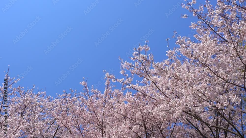 Blue sky and cherry blossoms material Blue sky and cherry blossoms material