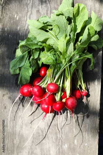 Frash radishes on a rustic natural wooden surface. Spring light. Copyspace.
