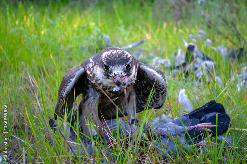 Obraz premium Lanner falcon on a kill