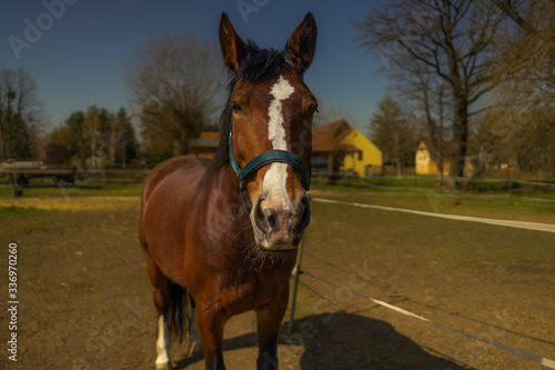 Pferd auf der Wise. © Michael Kremer