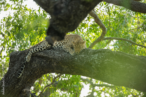 A territorial male leopard taking some refuge from the sun in a large weeping boerbean tree.  photo