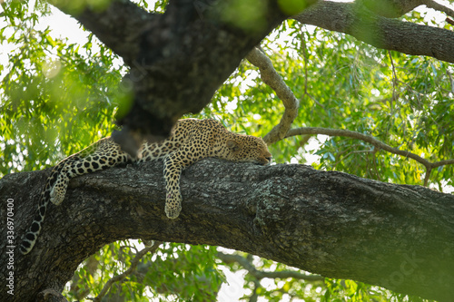 A territorial male leopard taking some refuge from the sun in a large weeping boerbean tree. 