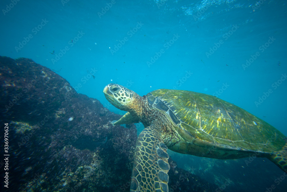 Obraz premium green sea turtle underwater